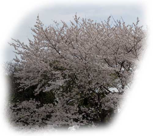 2007hanami2.jpg