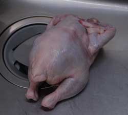 chicken1.jpg