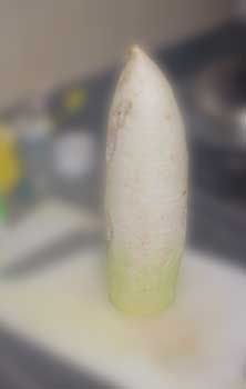radish.jpg