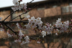 sakura2004.jpg